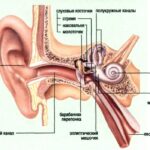 Устройство человеческого уха